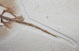 Beautiful Heliobatis Stingray With Fossil Fish #31364-4